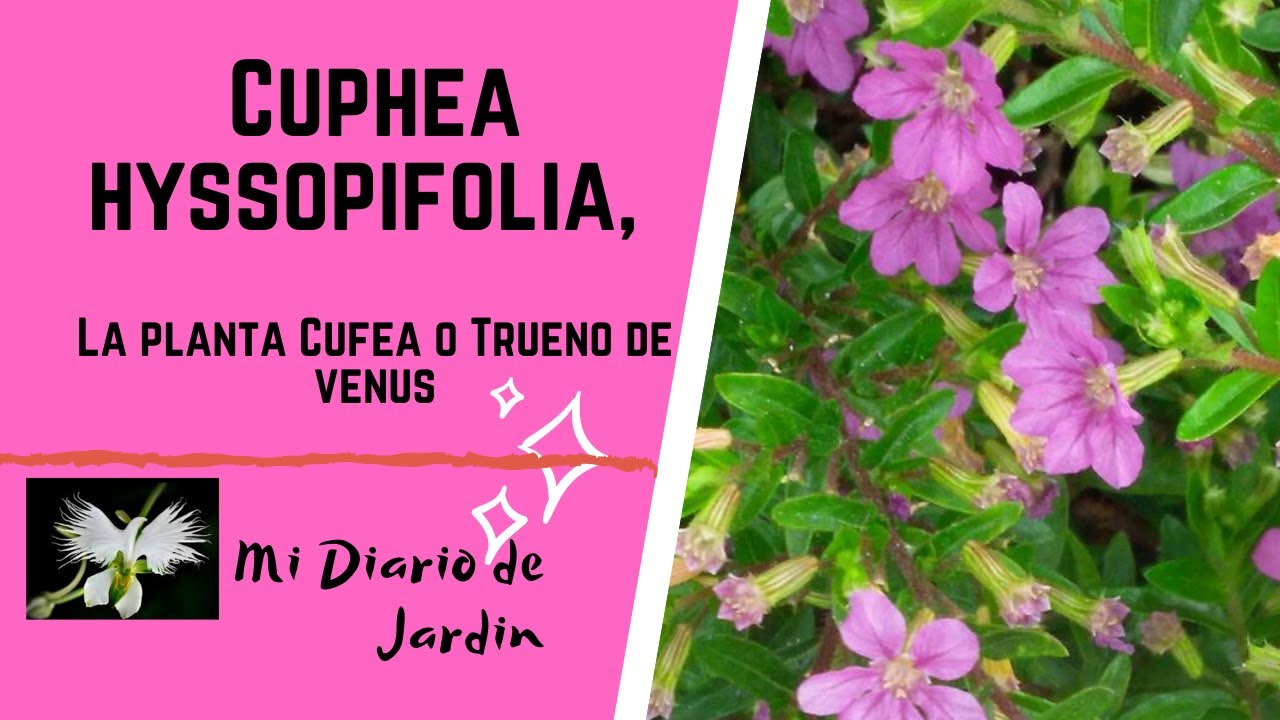 Cuphea Hyssopifolia cuidados cultivo, Erica, Trueno de venus, mi diario de Jardin.