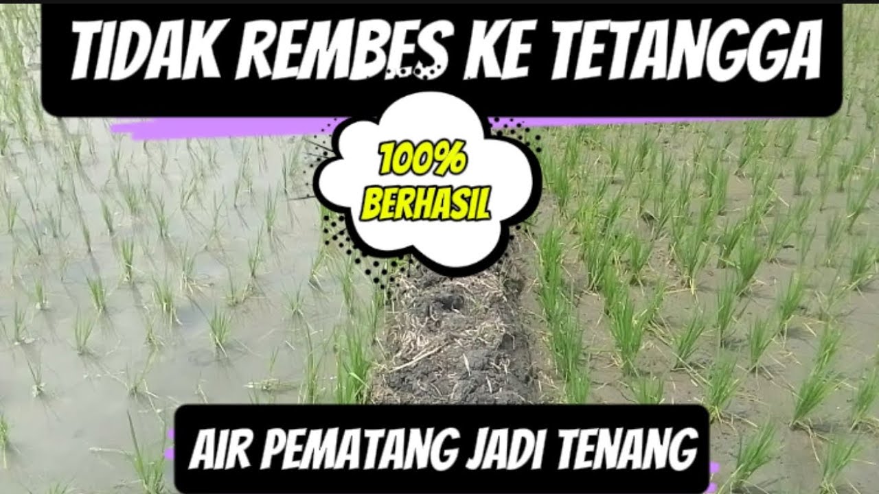 Air pematang sawah tidak rembes, andai tahu sejak dulu ternyata sederhana 100% berhasil