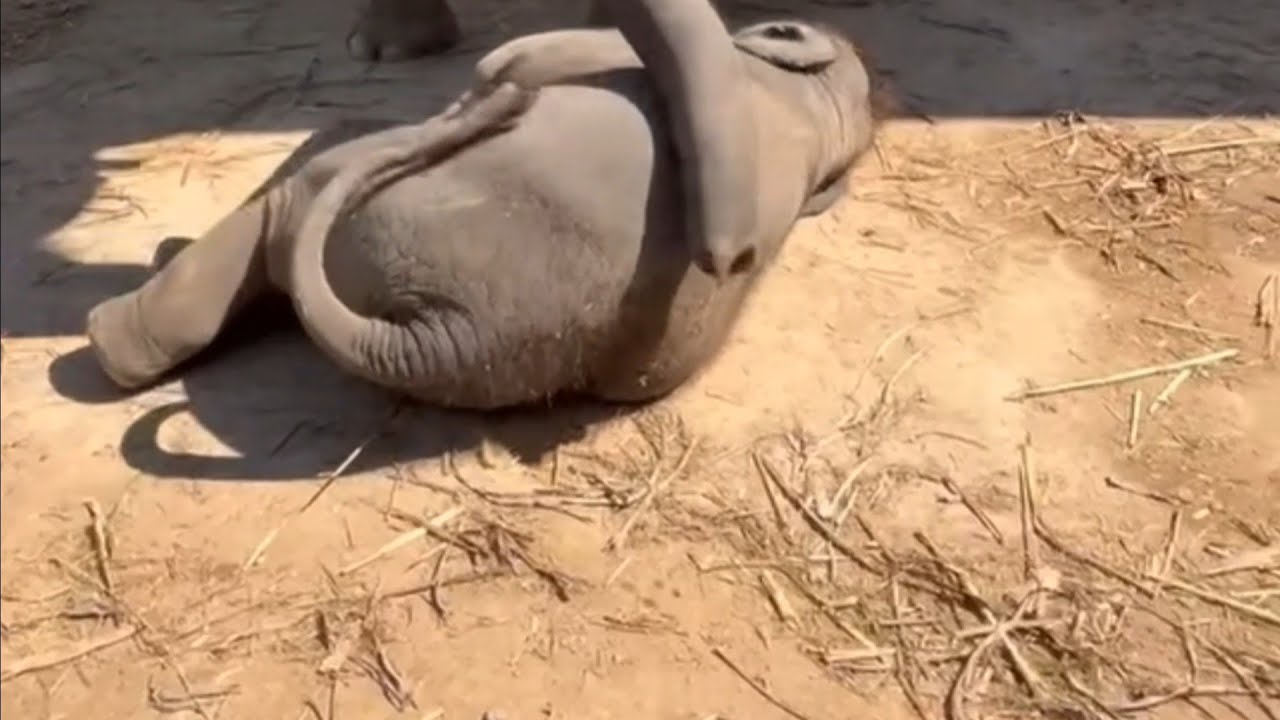 Tender Moment: Protective Elephant Mom Guards Her Sleeping Calf
