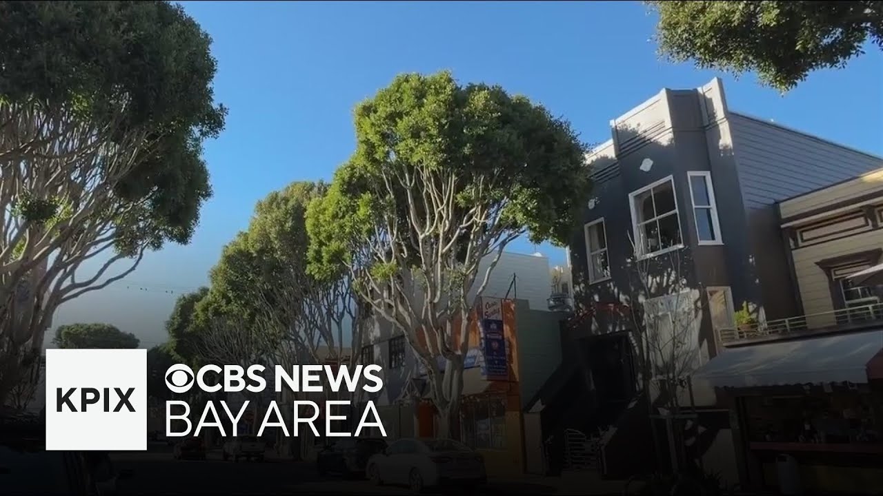San Francisco seeks change in tree removal permitting to allow for quicker neighborhood development