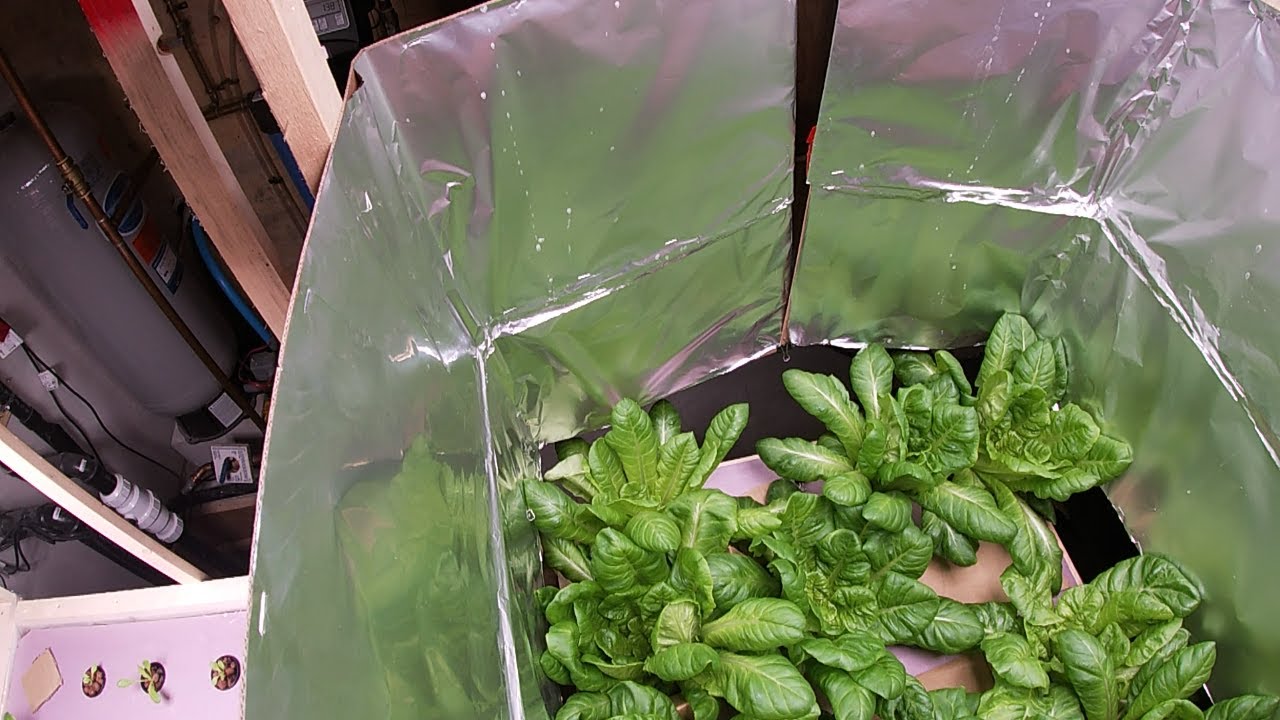 Hydroponic Romaine Lettuce Harvest | Hydroponic Journey Part 2