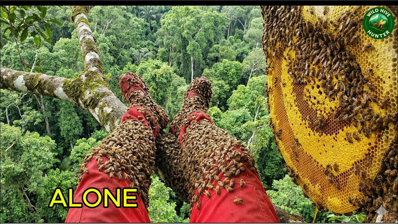My Biggest Mistake? Climbing a Giant Bee Tree ALONE