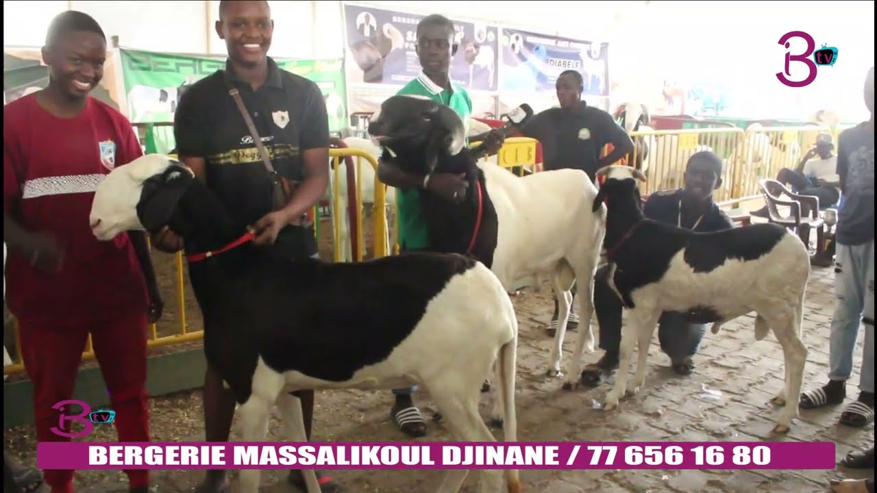 Decouverte l'innovation Bergerie  Massalikoul Djinane  Sur Triobi  TV 77 656 16 80