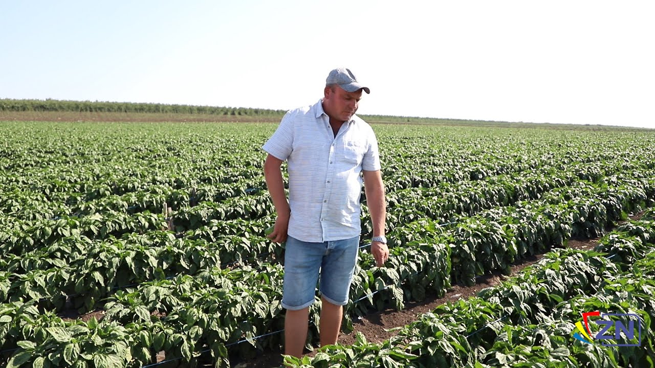 PE DRUMUL AGRICULTURII DIN CUNICEA  AFACEREA FAMILIEI FEDORCIUC