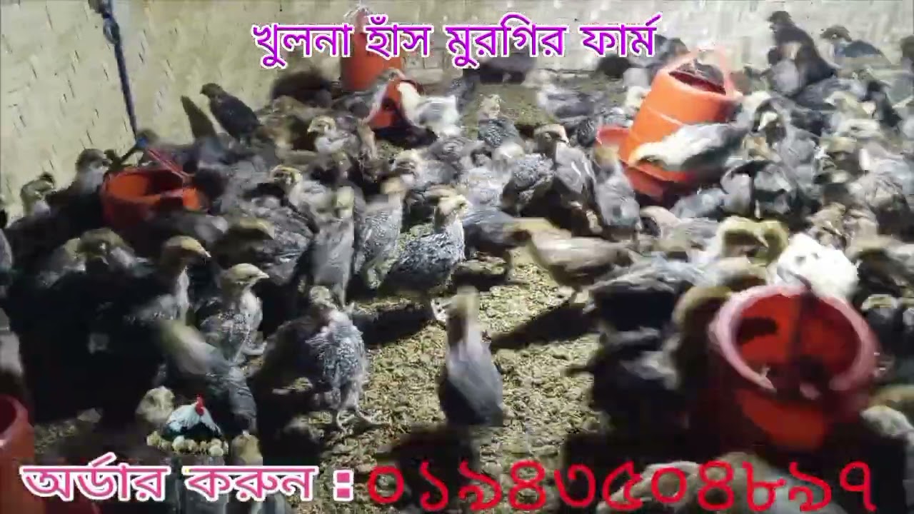 ২৫ দিন বয়সী মিশরি ফাওমি মুরগির বাচ্চা #chicken#foumi murgi #chickenfarm#chicken business.
