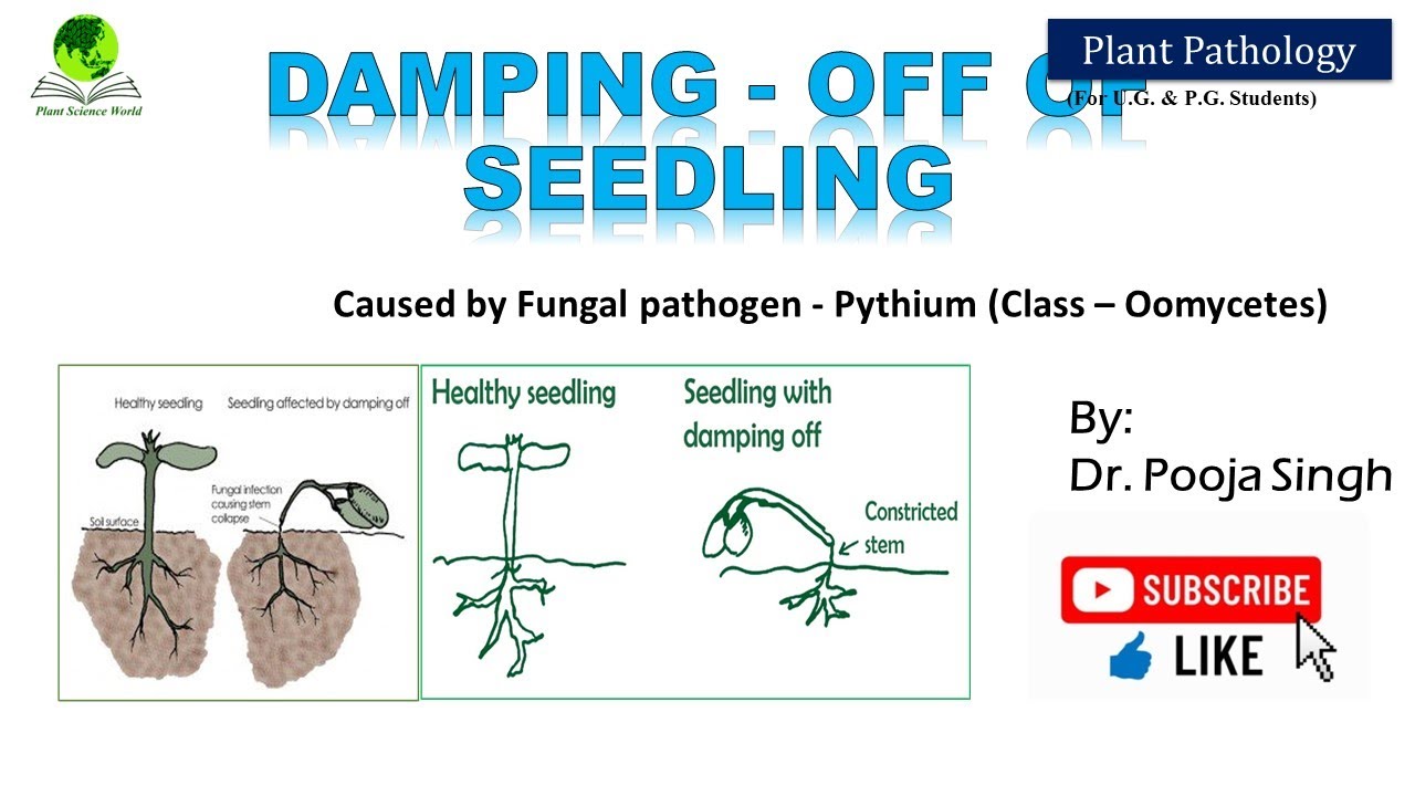 DAMPING - OFF OF SEEDLING