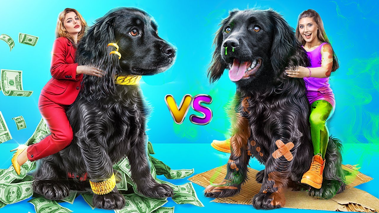 Wir Haben Reiche und Arme Hunde Gerettet! Makeover Eines Obdachlosen Hundes