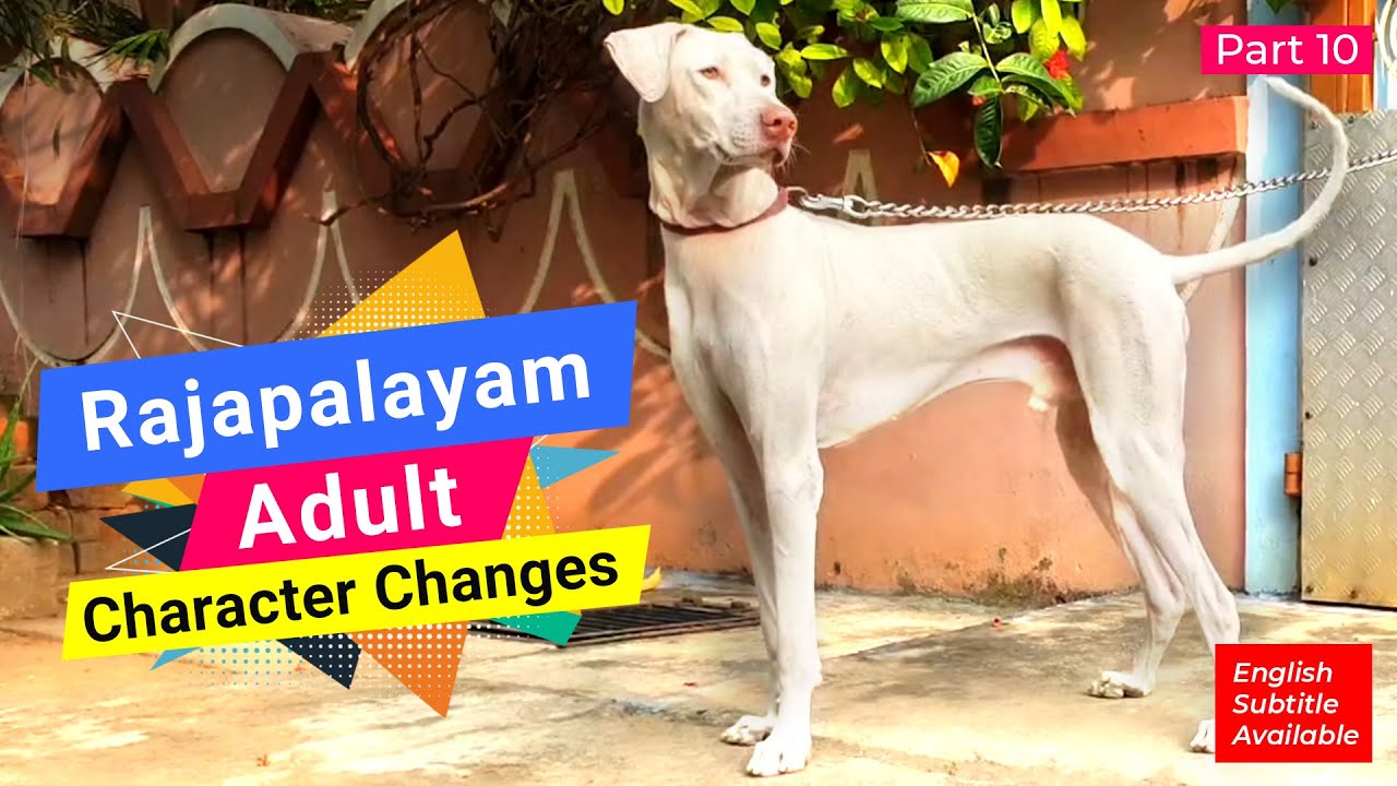 Rajapalayam Hunting Adult Dog Character Changes..!! - Part 10 -  ராஜபாளையம் நாய்கள்