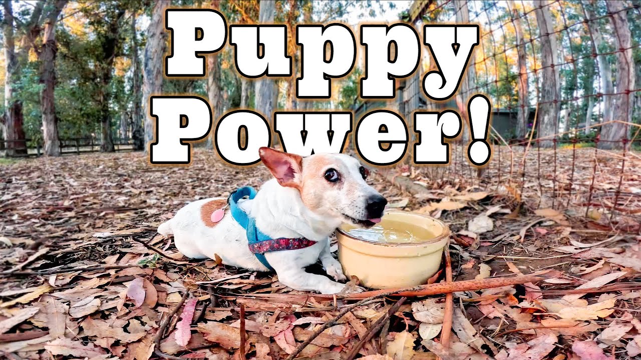 Elle's got that puppy power!