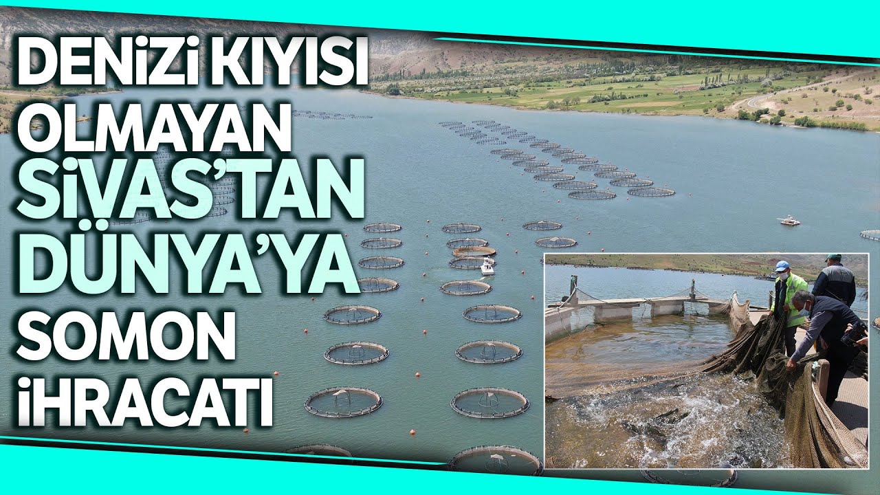 Sivas’tan Avrupa Ülkeleri, Rusya ve Japonya’ya Somun Balığı İhracatı