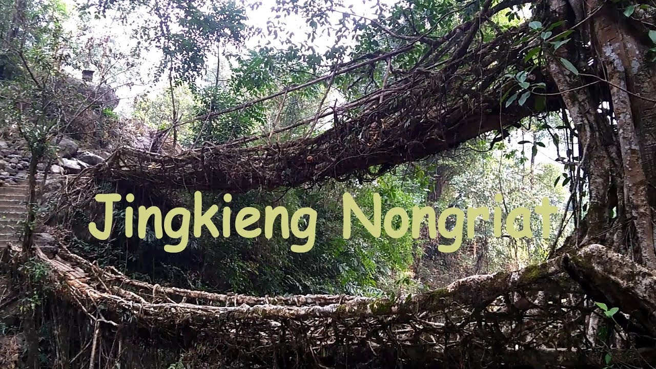 Double Decker Living Root Bridge (Jingkieng Nongriat)