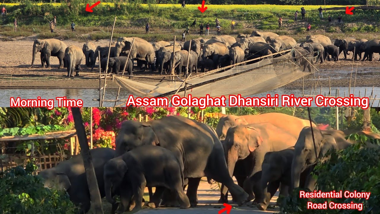 The Elephants Eat Paddy In The Fields And Cross The Dhonsiri River Through The Village 