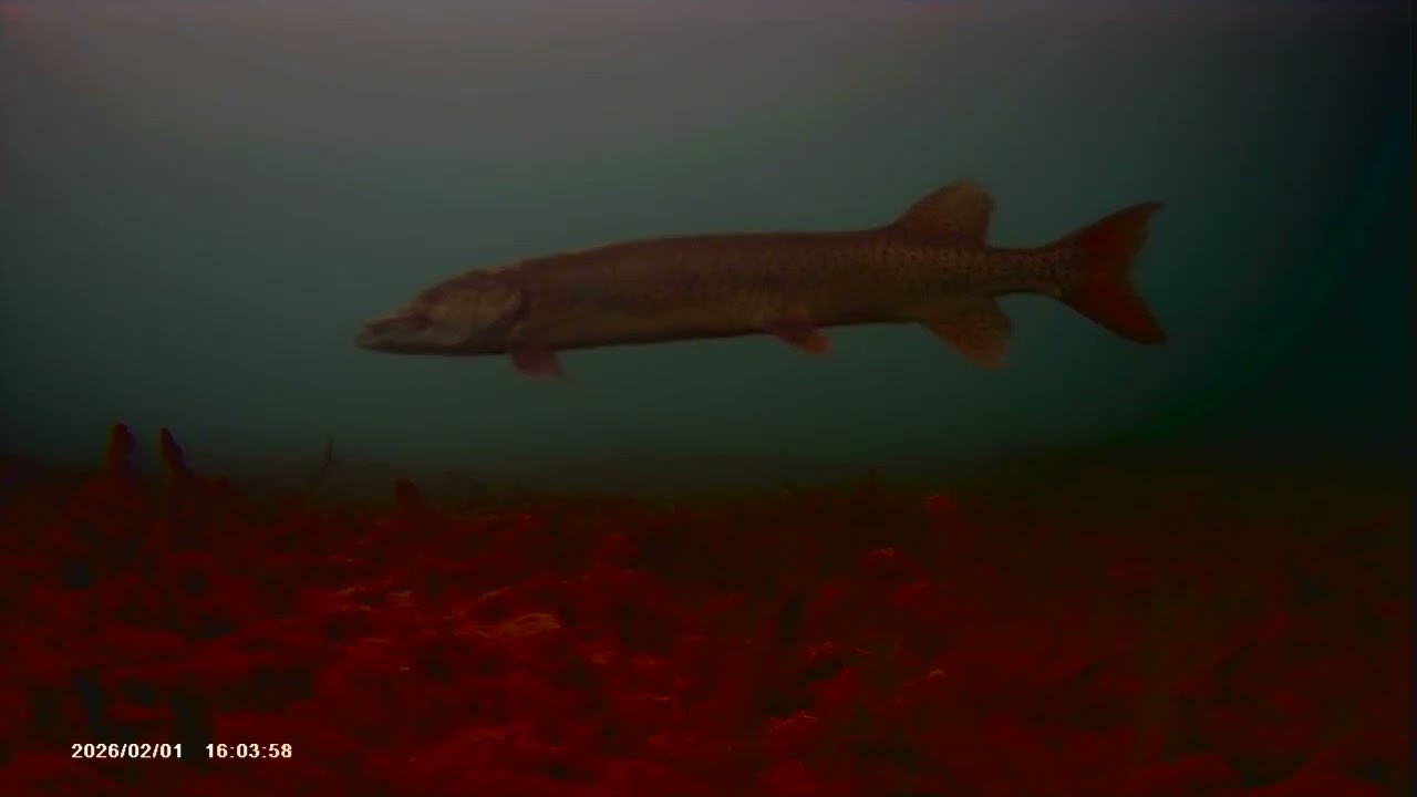 Sarnia Bay Ice Fishing Perch