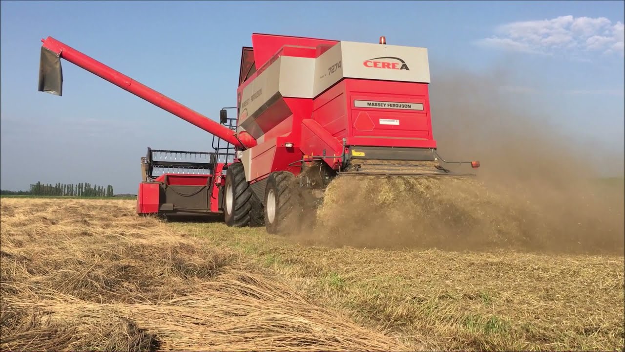 Massey Ferguson cerea 7274 Graszaad dorsen / Combining grasseed