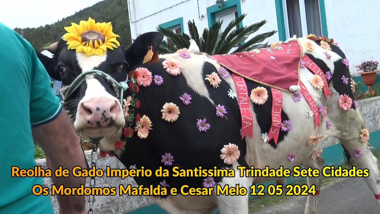 Live Império da Santíssima Trindade Sete Cidades Recolha do Gado Chegada a Casa dos Mordomos 12.05