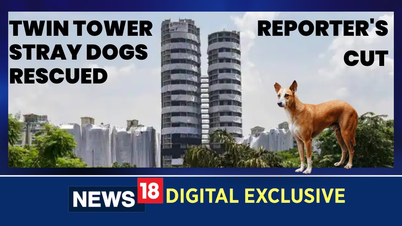 Twin Tower Noida Demolition |Twin Towers Demolition | Noida News | English News | Stray Dogs |News18