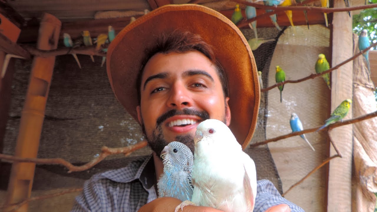 Periquitos Australianos | Gutejando