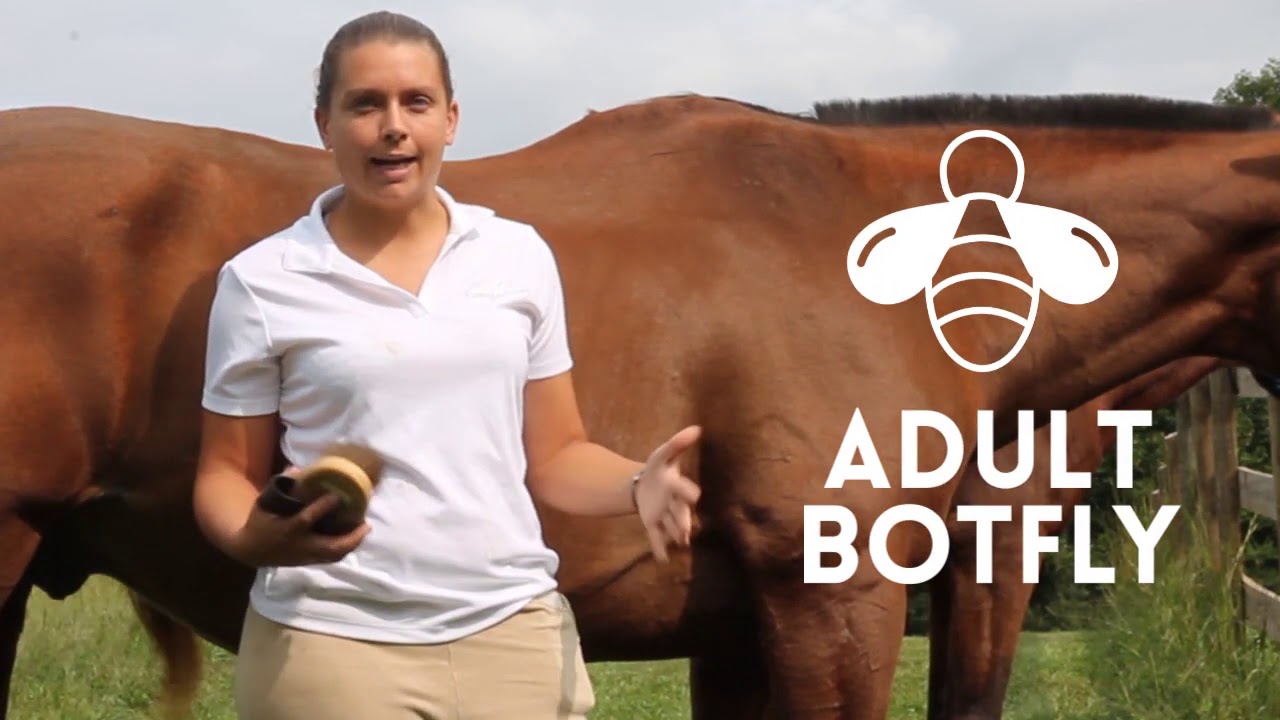 BOT FLY EGGS ON HORSES AND HOW TO REMOVE THEM