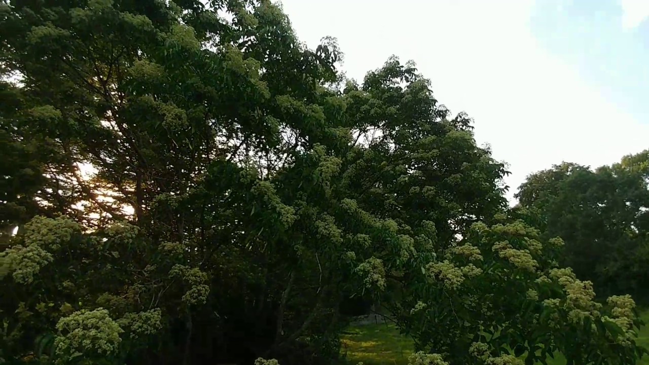 Tetradium Danielli. Bee Bee Tree