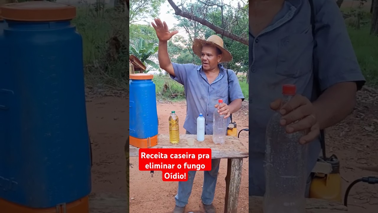 Jeito f&aacute;cil de acabar com fungo O&iacute;dio! #dica #plantas #fungos