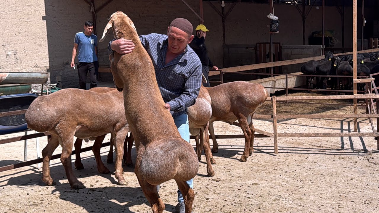 ARASHAN VA XISSORI QOCHKORLAR JUDA ARZON NARXDA KELDI 2026