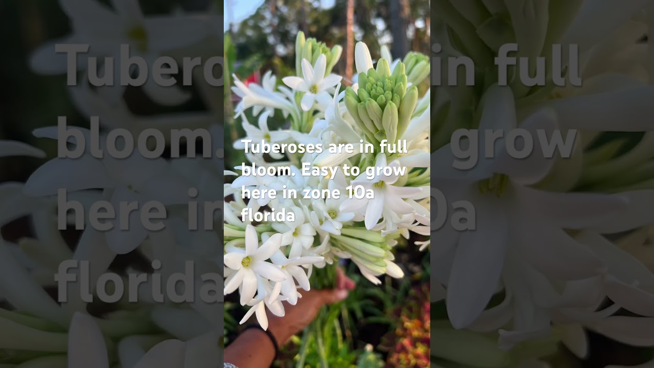 Growing tuberose zone 10A Florida #cutflower #garden #cutflowerfarm