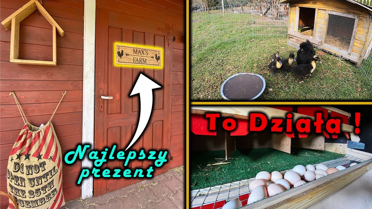 Vlog 114 - Czy kura dobrze odchowuje kaczki ?🤔 Gęś wysiaduje 😍
