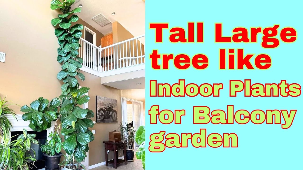 Tall Large tree like Indoor Plants for Balcony garden