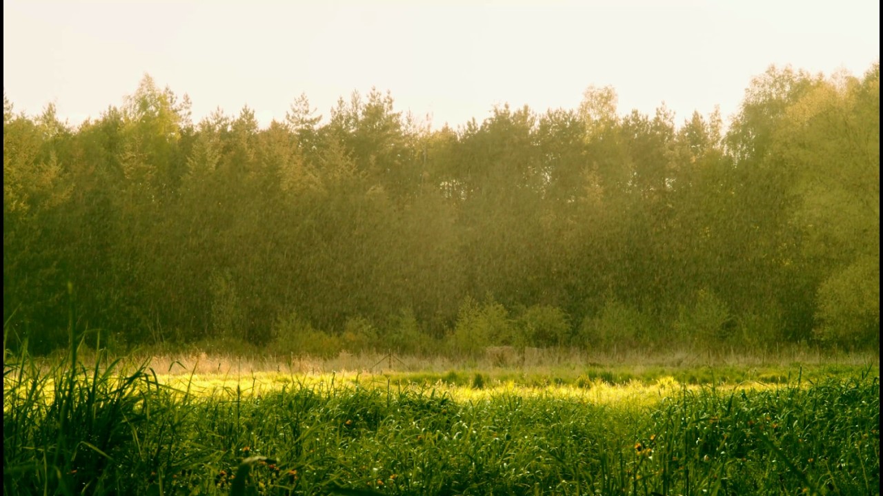 Relax listening to the rain