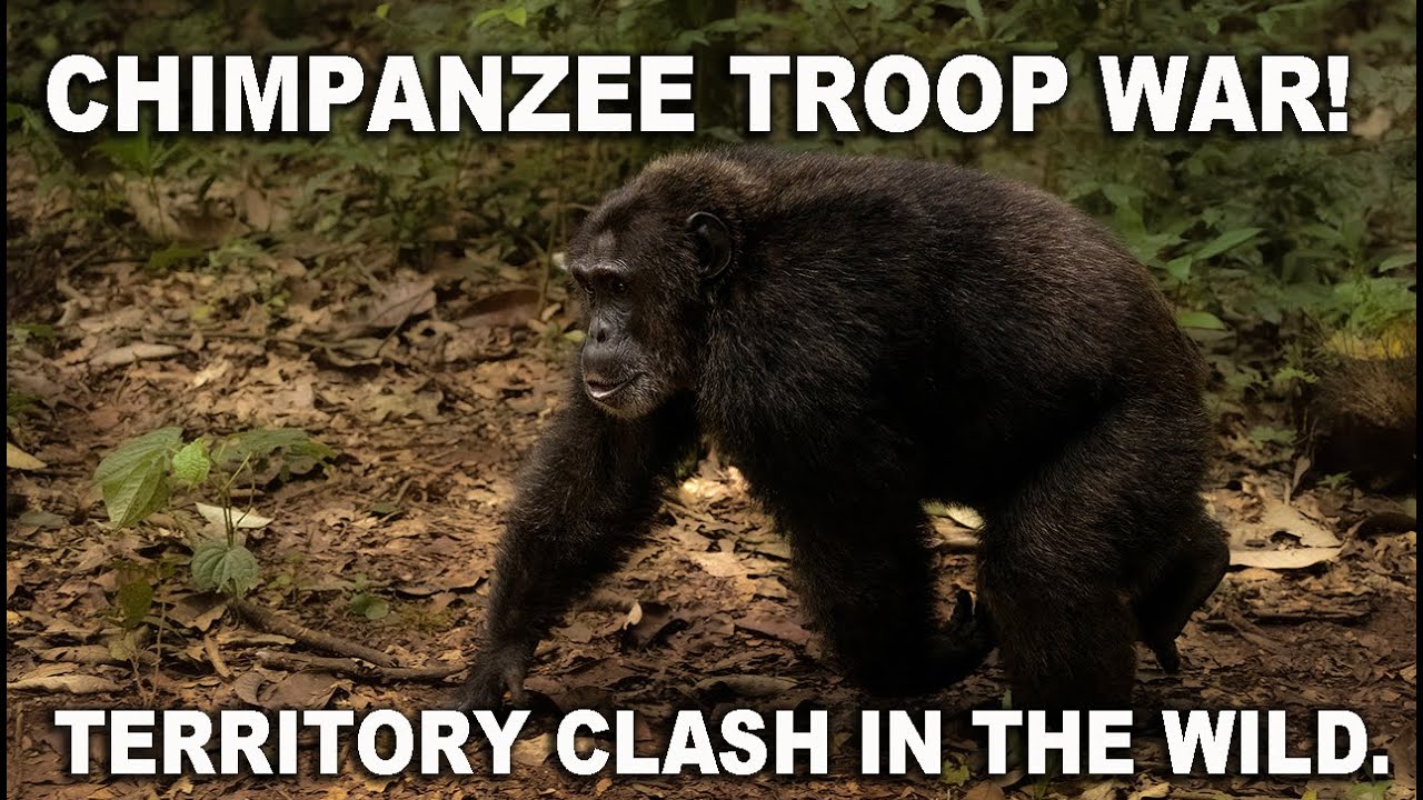Chimpanzee Troop Battle: A Fight for Territory