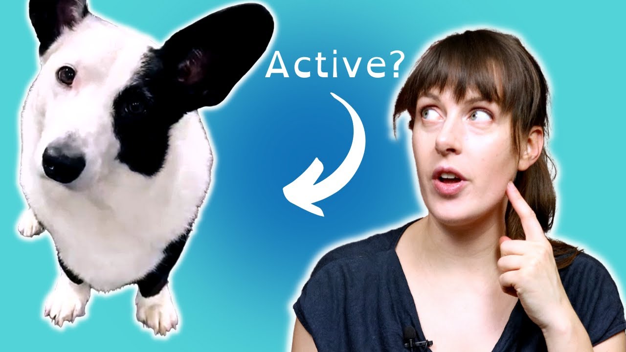 BEFORE You Buy a Welsh Corgi Cardigan, WATCH THIS! PROS and CONS | Health Problem Facts | VET ADVICE
