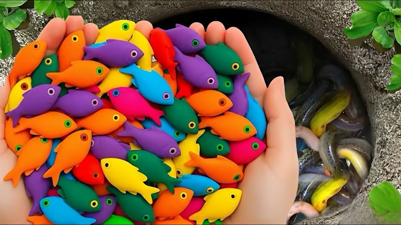 Catching colorful ornamental fish, catfish, turtles, koi and candy fish in the small pond.