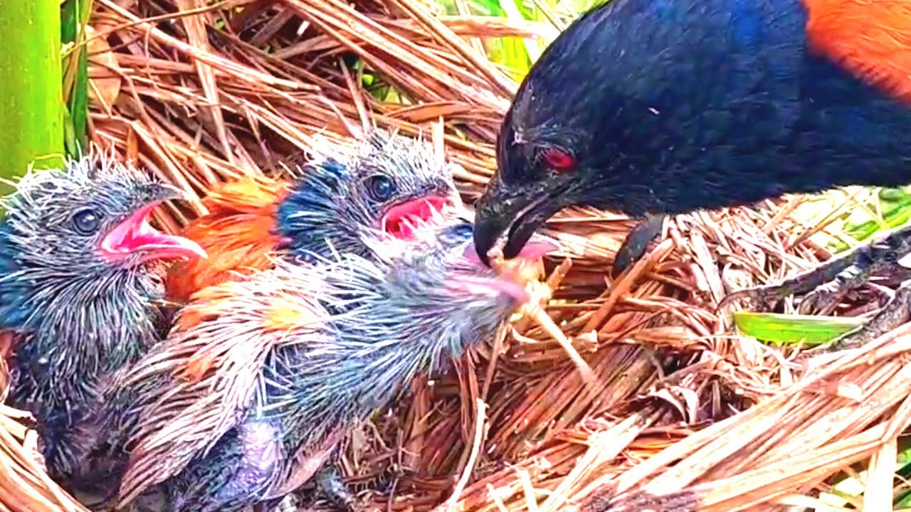 KELAKUAN ANAK BURUNG MENJELANG DEWASA 