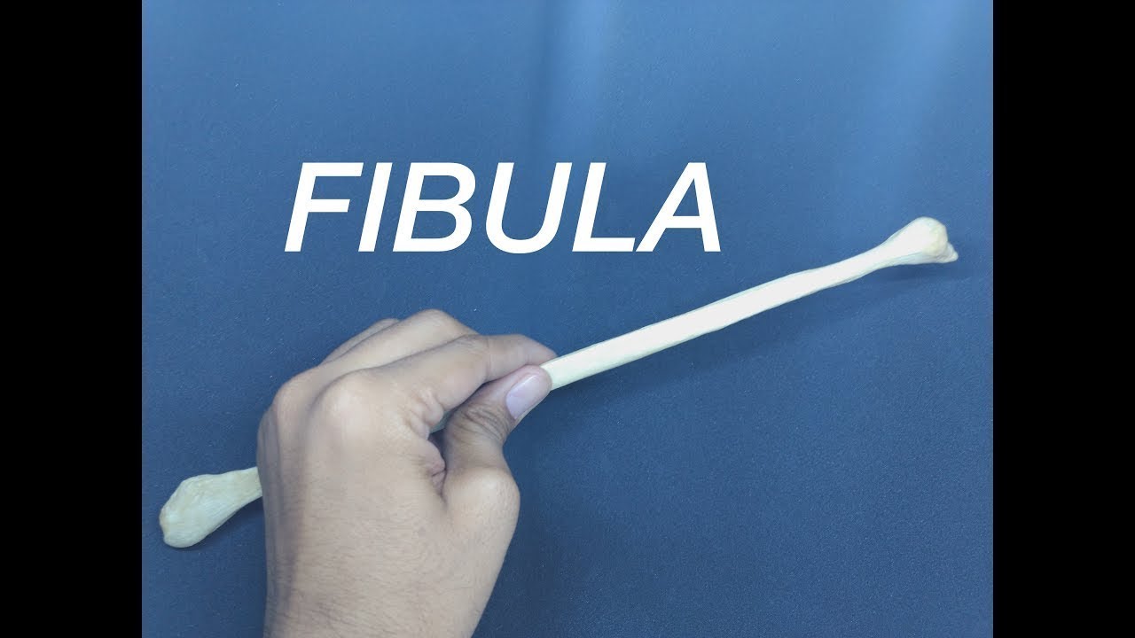 FIBULA - GENERAL FEATURES AND ATTACHMENTS