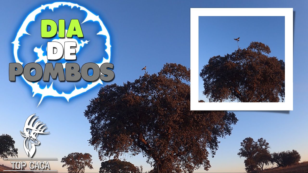 CAÇADA AOS POMBOS 18-11-2021