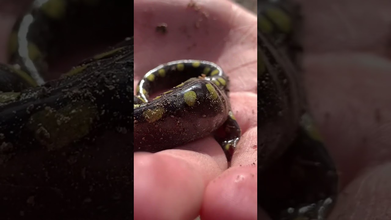 Spotted salamander ￼