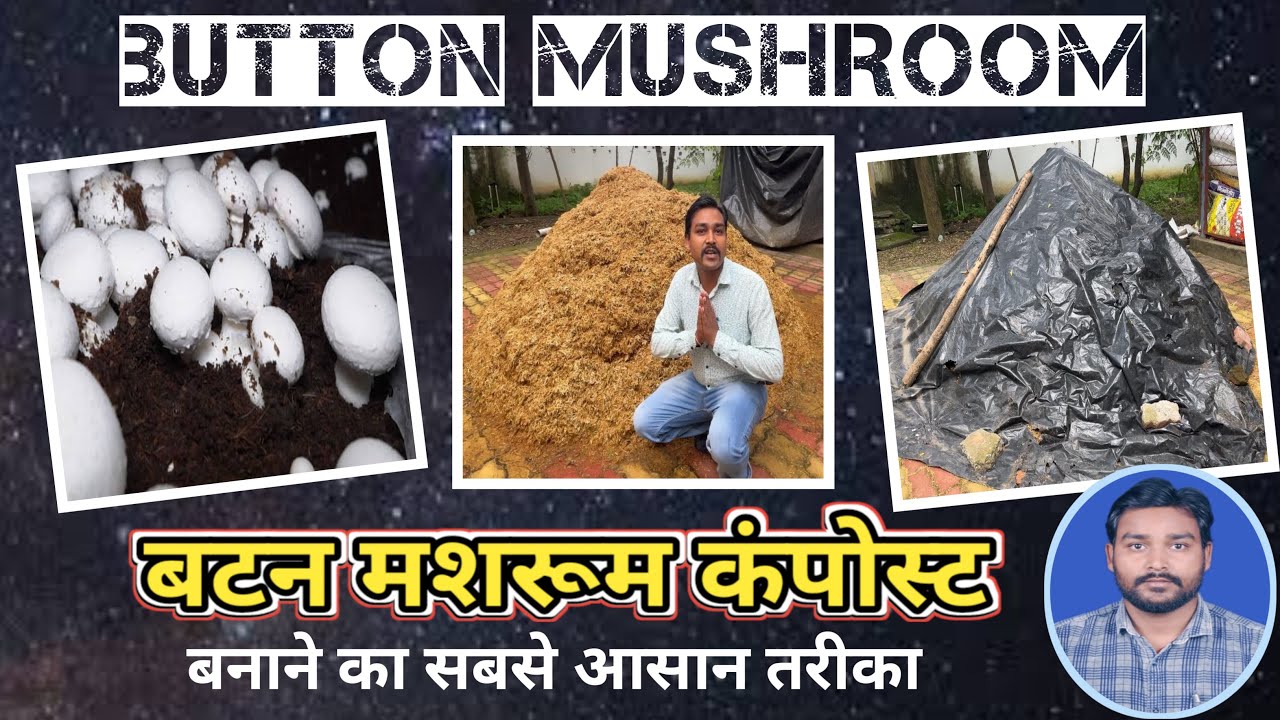 🍄बटन मशरूम कंपोस्ट बनाने का आसान तरीका/Mushroom compost #mushroom #mushroomfarming #mushroomspawn