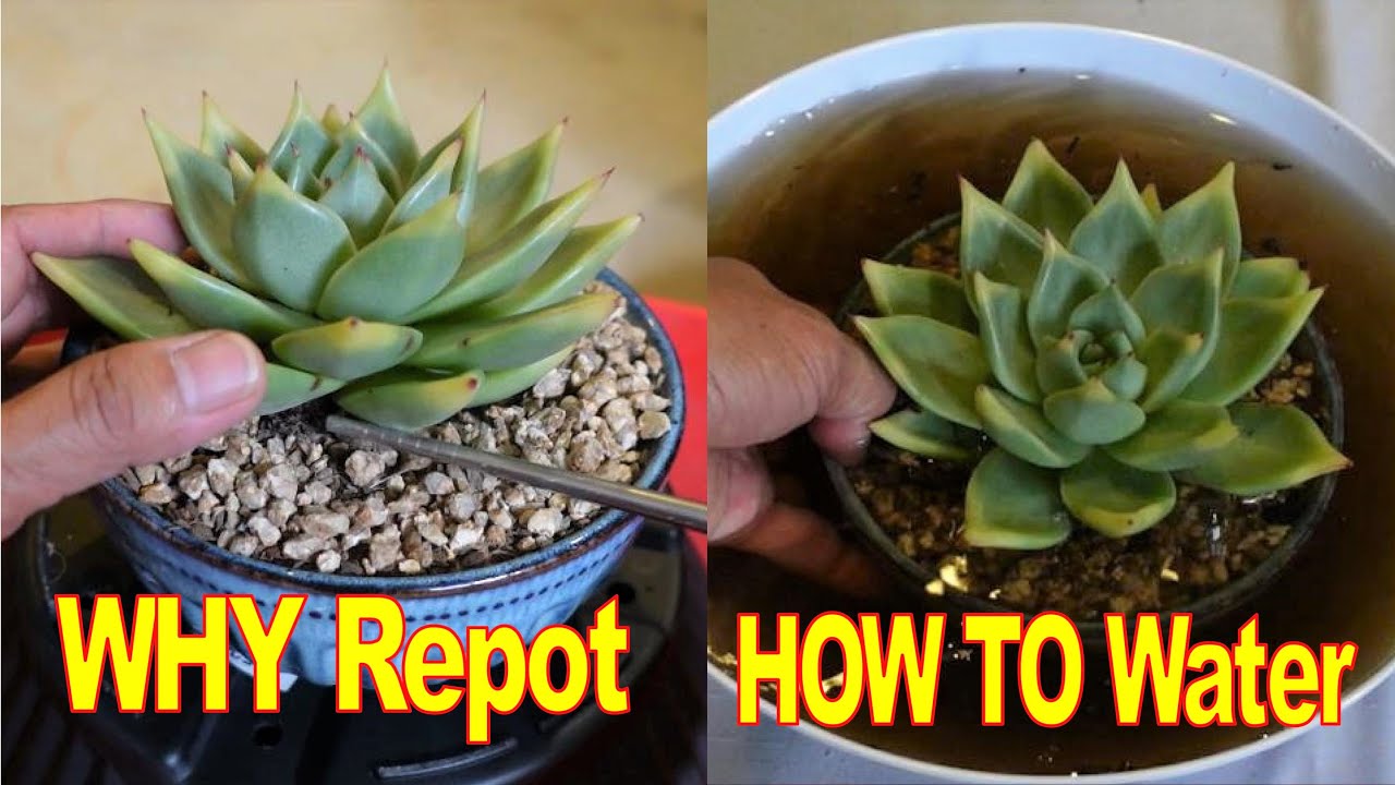 How to Repot & Water Echeveria AGAVOIDES Sirius | Growing Succulents with LizK