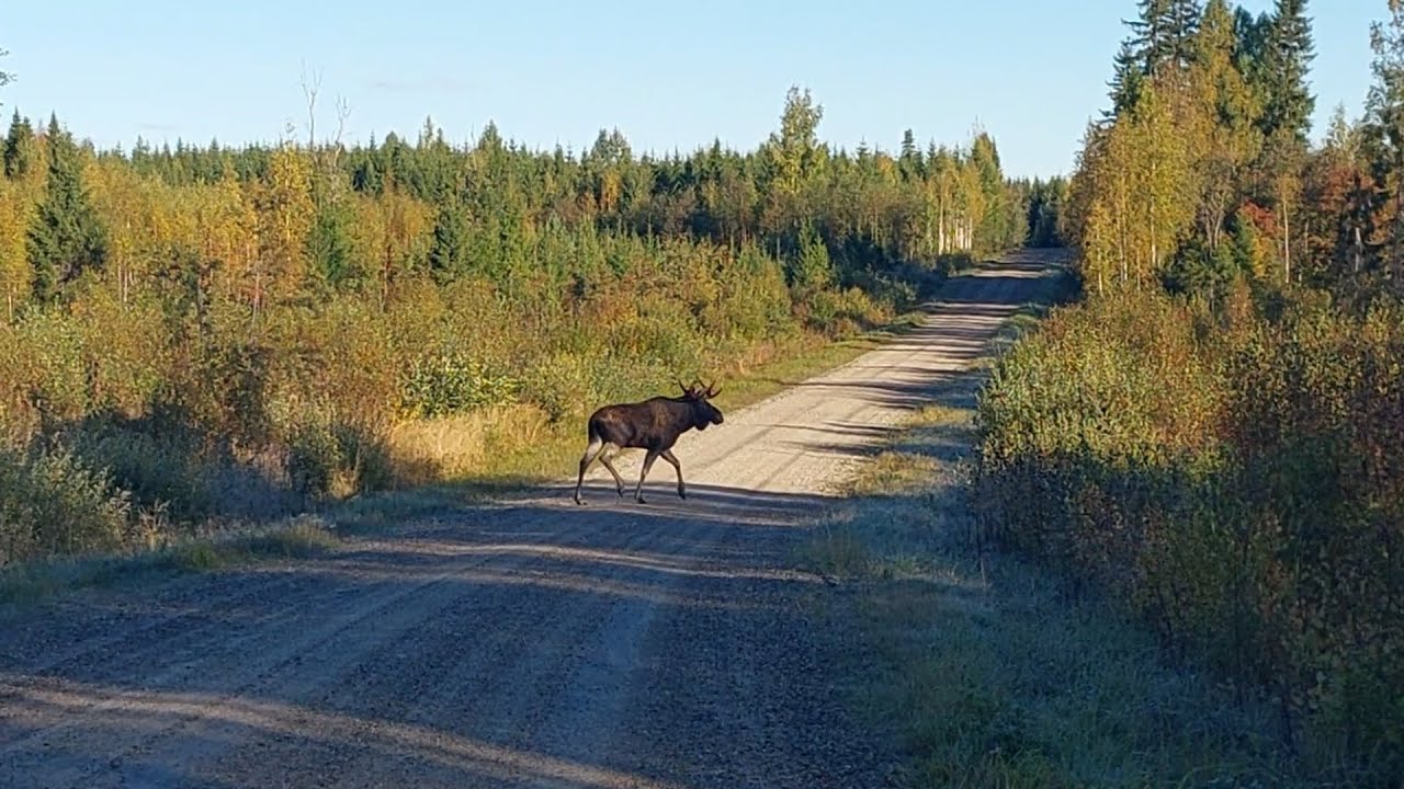 Hirvikoiran treenausta