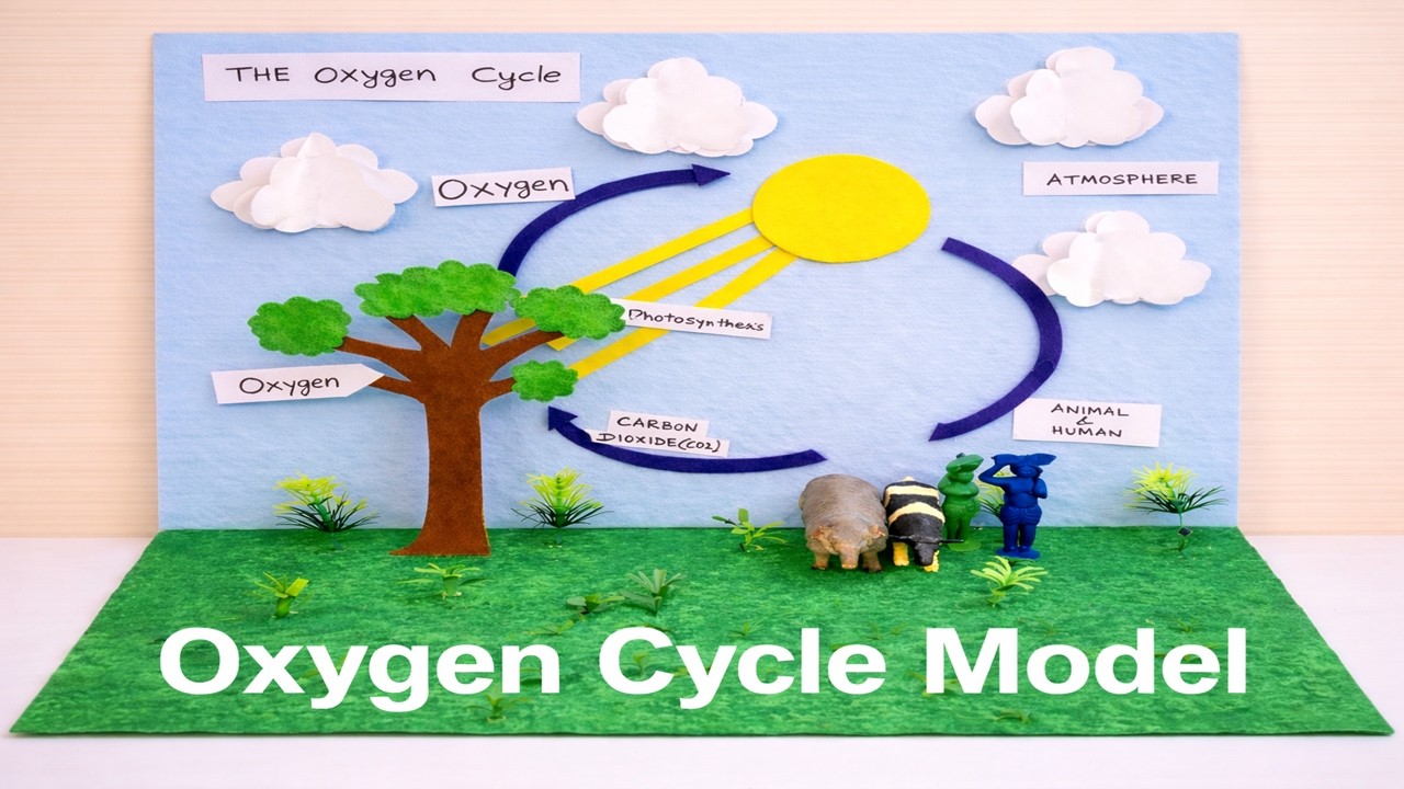 Step by Step Oxygen Cycle Model Making | 3D Science Exhibition Project | howtofunda