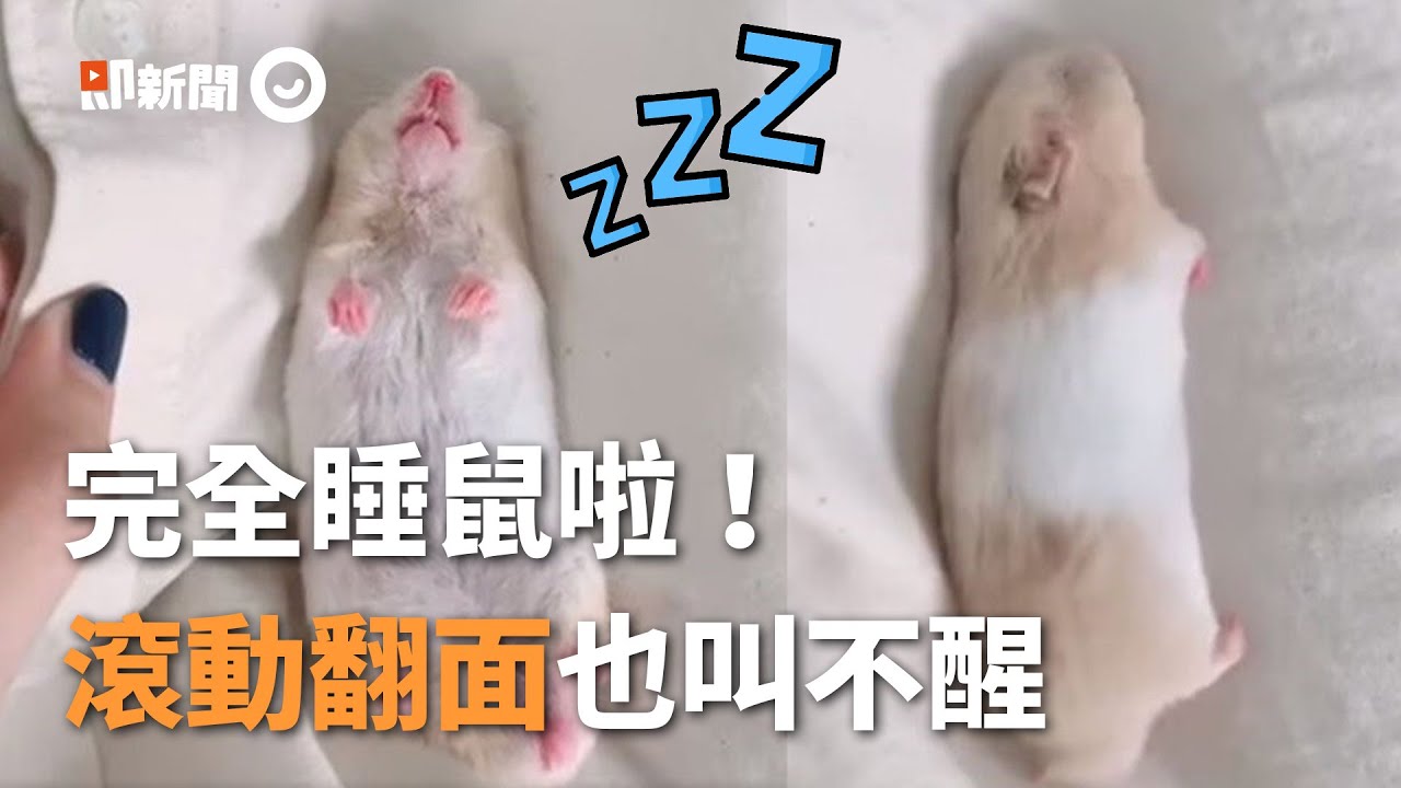 黃金鼠睡到翻肚！來回滾動都叫不醒　網友笑：還在呼吸嗎XD｜寵物鼠｜萌寵｜精選影片