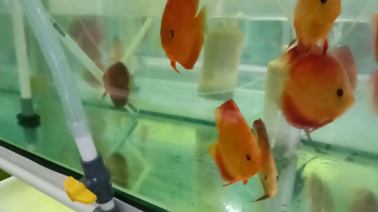 Discus Behaviour #1: Discus Bertelur di Commtank (Community Tank)