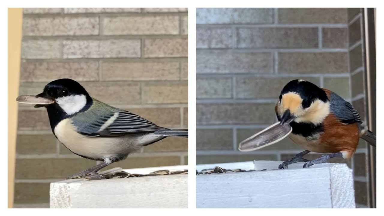 【ヤマガラ&シジュウカラ】庭の野鳥/秋冬の餌台/かわいい/ひまわりの種/Varied tit & Great tit/Cute wild birds