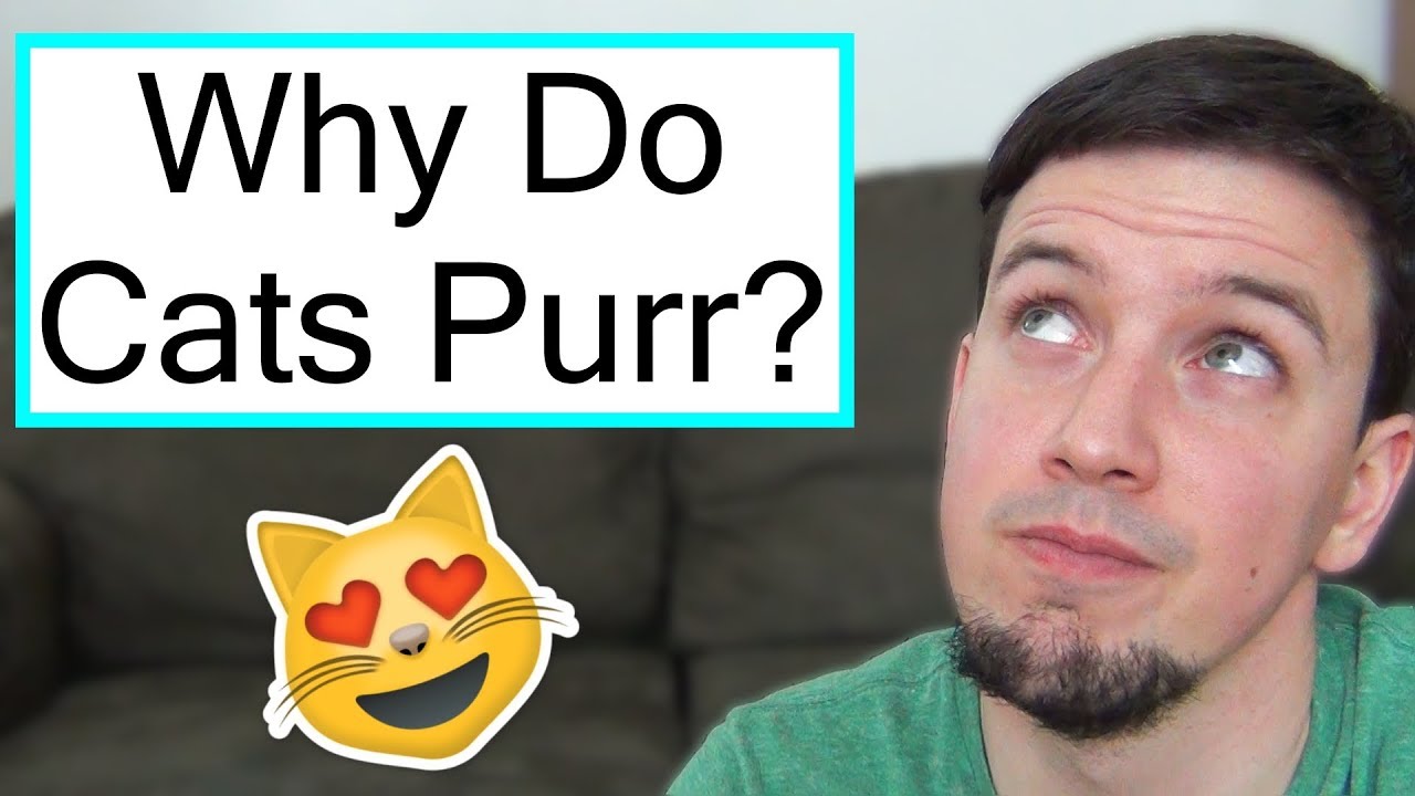 Why Do Cats Purr?