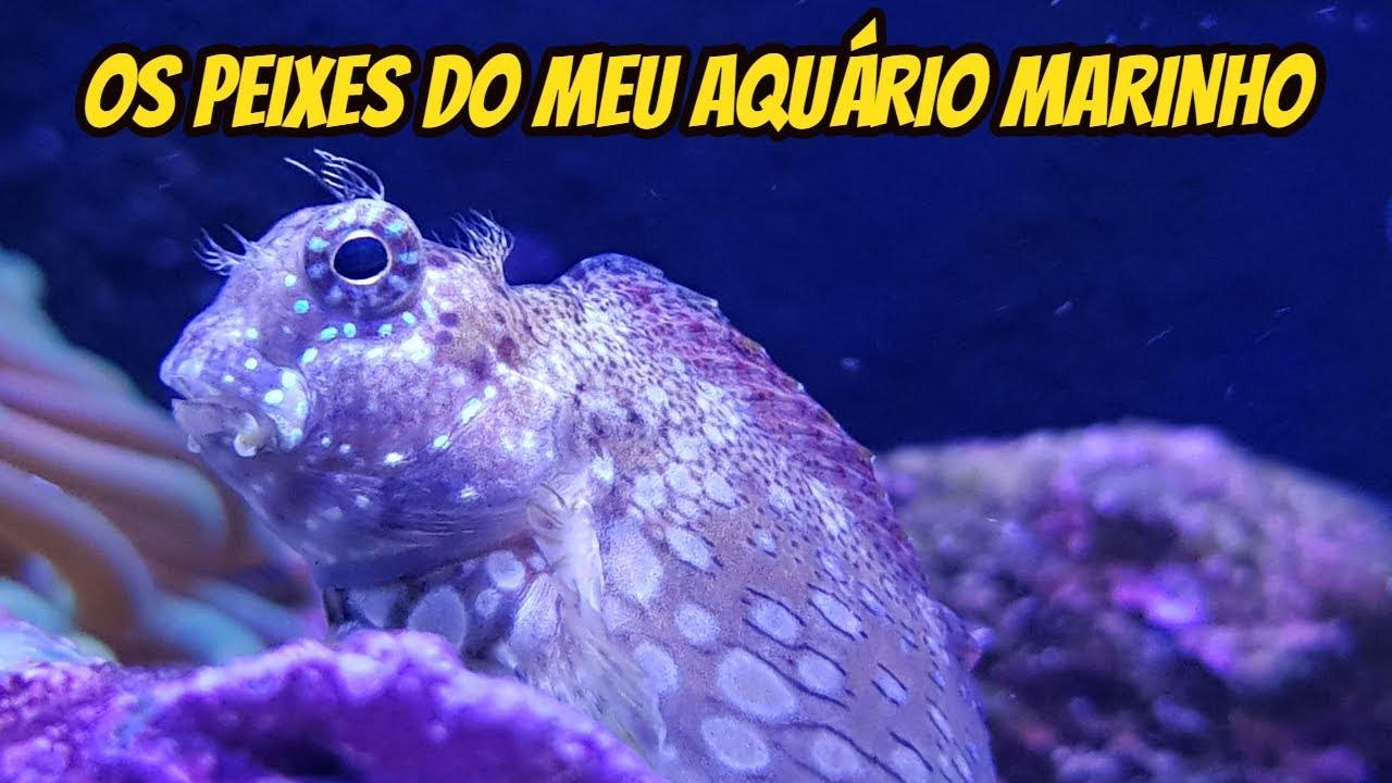 Os PEIXES do meu Aquário Marinho