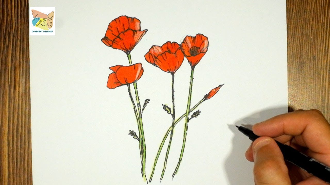 Comment dessiner un coquelicot facilement au crayon etape par etape