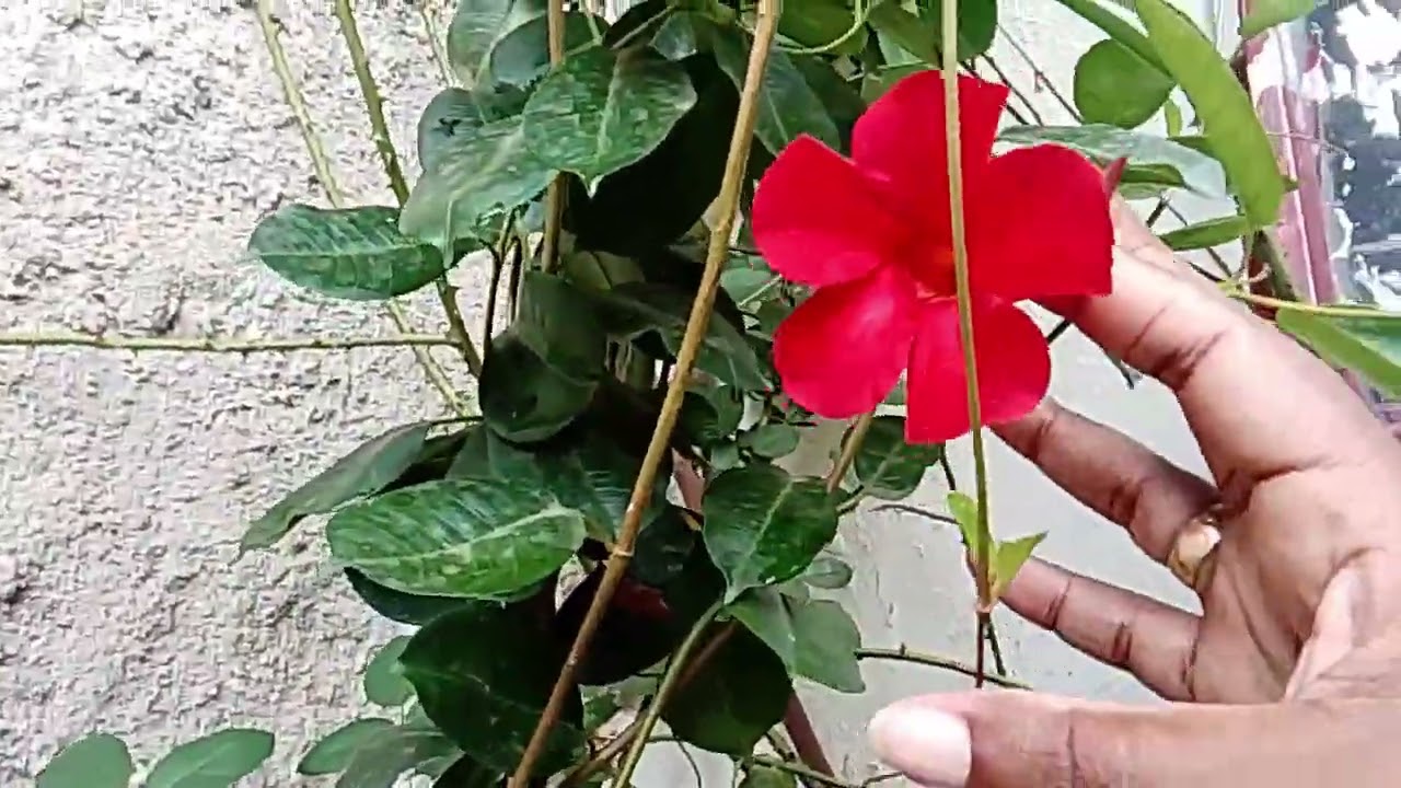 Decorando meu JARDIM ..tive ajuda do esposo hoje 👋🏾