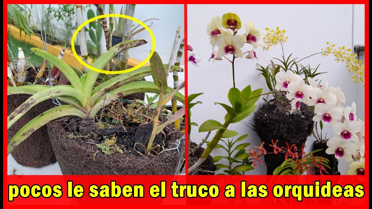 pocas personas saben el truco para prender orqu&iacute;deas sin ra&iacute;ces y lograr que florezcan siempre