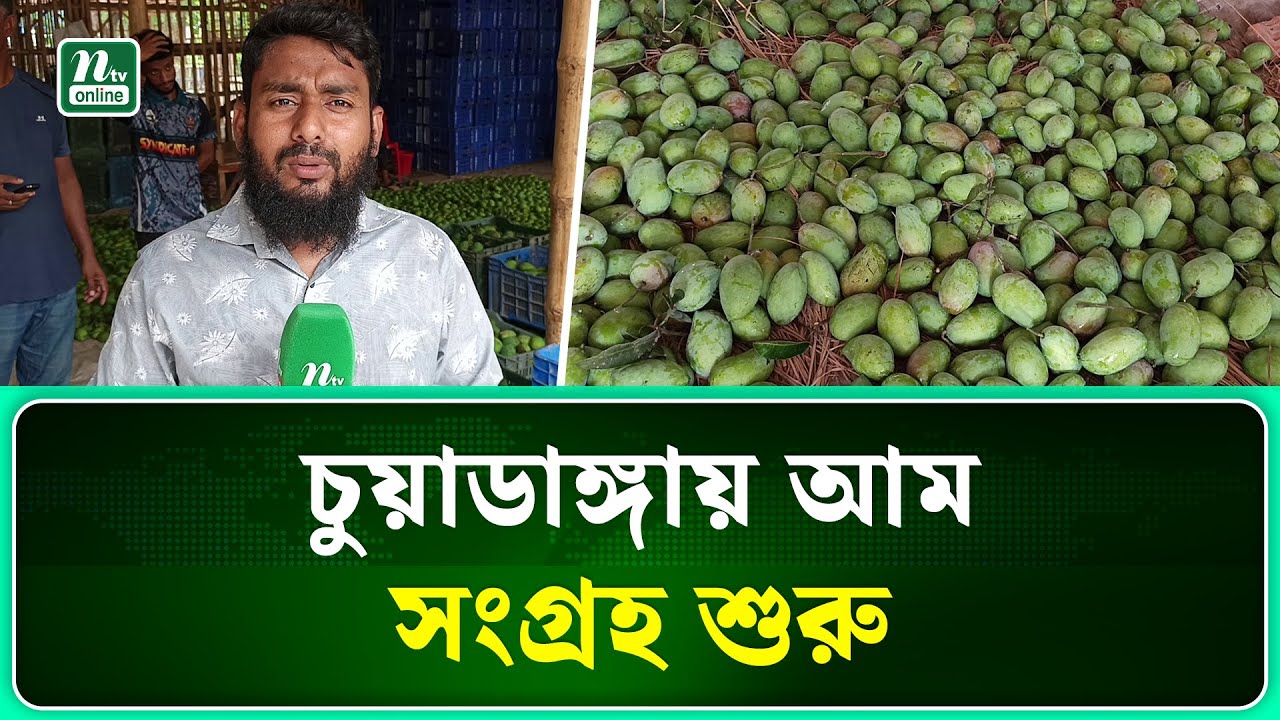 চুয়াডাঙ্গায় চলতি মৌসুমে আম সংগ্রহ অভিযানের উদ্বোধন | Chuadanga | NTV NEWS