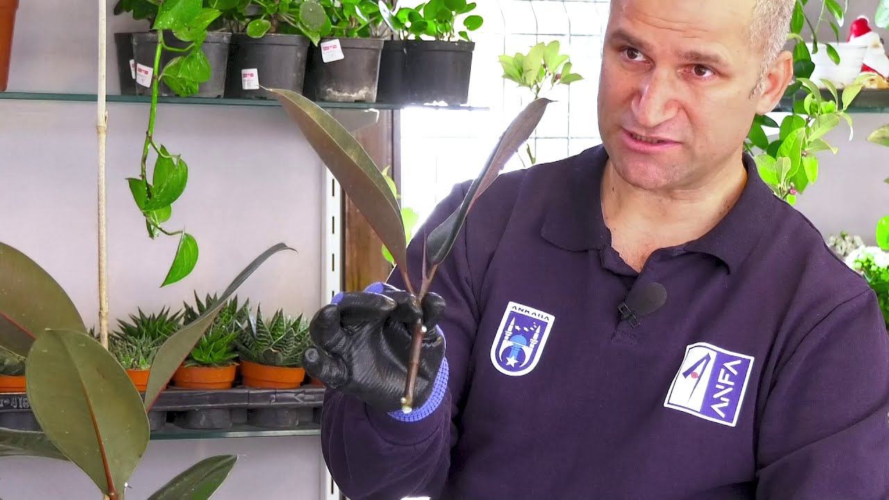 Tabiatın Dili 10. Bölüm (Kauçuk)